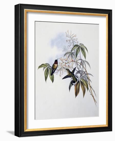 Ruby-Throated Hummingbird (Archilochus Colubris)-John Gould-Framed Giclee Print