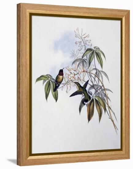 Ruby-Throated Hummingbird (Archilochus Colubris)-John Gould-Framed Premier Image Canvas