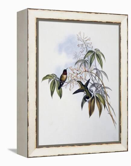 Ruby-Throated Hummingbird (Archilochus Colubris)-John Gould-Framed Premier Image Canvas