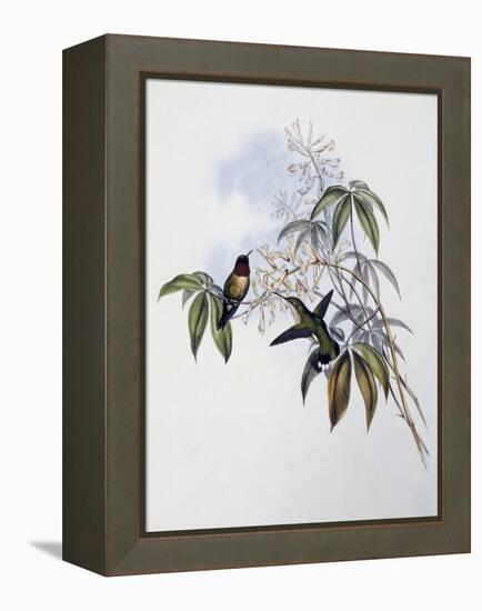 Ruby-Throated Hummingbird (Archilochus Colubris)-John Gould-Framed Premier Image Canvas