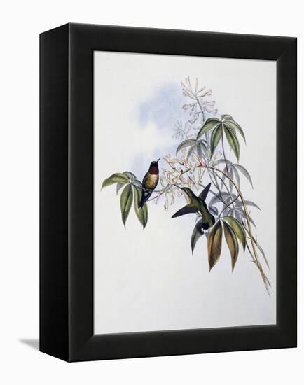 Ruby-Throated Hummingbird (Archilochus Colubris)-John Gould-Framed Premier Image Canvas