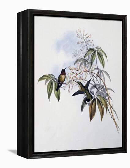 Ruby-Throated Hummingbird (Archilochus Colubris)-John Gould-Framed Premier Image Canvas