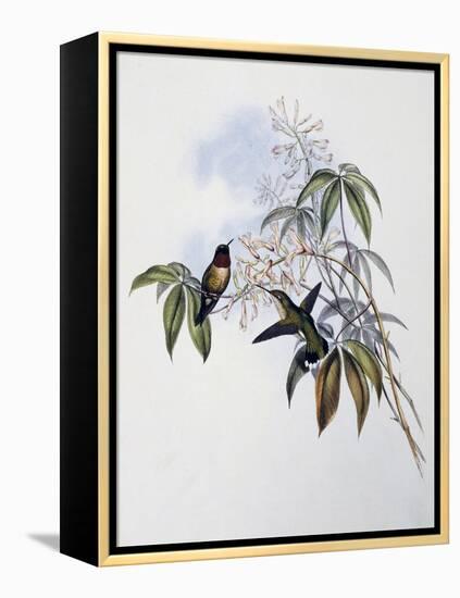 Ruby-Throated Hummingbird (Archilochus Colubris)-John Gould-Framed Premier Image Canvas