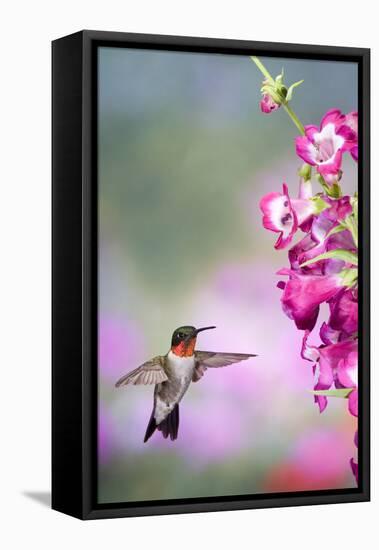 Ruby-Throated Hummingbird at a Penstemon. Marion, Illinois, Usa-Richard ans Susan Day-Framed Premier Image Canvas