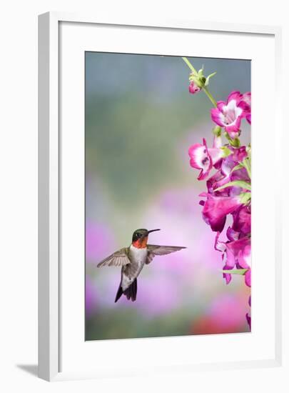 Ruby-Throated Hummingbird at a Penstemon. Marion, Illinois, Usa-Richard ans Susan Day-Framed Photographic Print