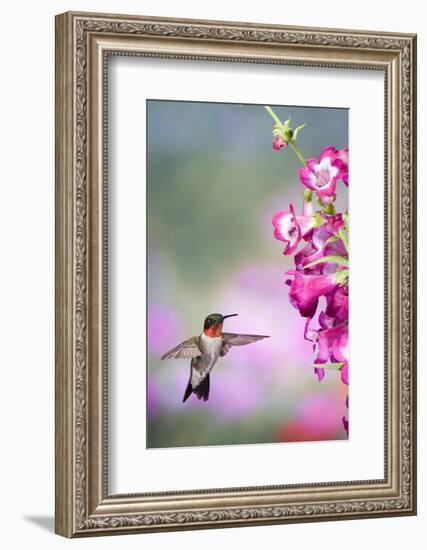 Ruby-Throated Hummingbird at a Penstemon. Marion, Illinois, Usa-Richard ans Susan Day-Framed Photographic Print