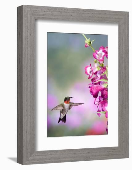 Ruby-Throated Hummingbird at a Penstemon. Marion, Illinois, Usa-Richard ans Susan Day-Framed Photographic Print