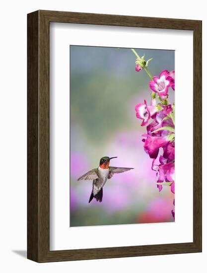 Ruby-Throated Hummingbird at a Penstemon. Marion, Illinois, Usa-Richard ans Susan Day-Framed Photographic Print