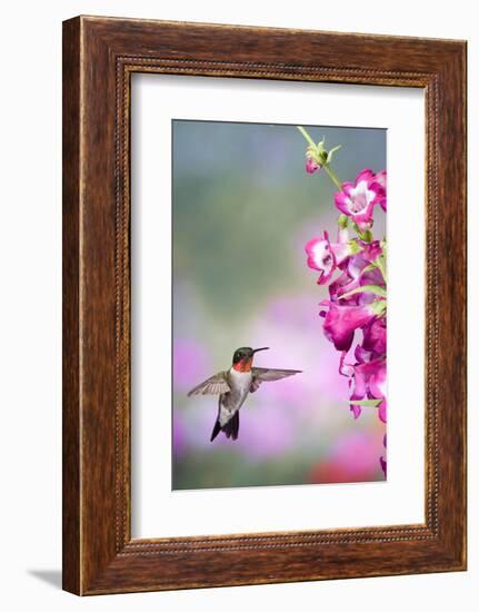 Ruby-Throated Hummingbird at a Penstemon. Marion, Illinois, Usa-Richard ans Susan Day-Framed Photographic Print