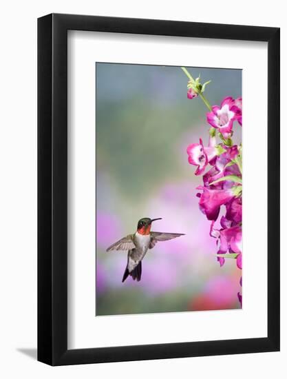 Ruby-Throated Hummingbird at a Penstemon. Marion, Illinois, Usa-Richard ans Susan Day-Framed Photographic Print