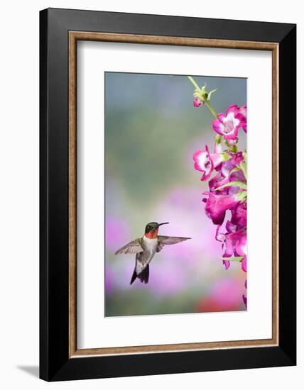 Ruby-Throated Hummingbird at a Penstemon. Marion, Illinois, Usa-Richard ans Susan Day-Framed Photographic Print