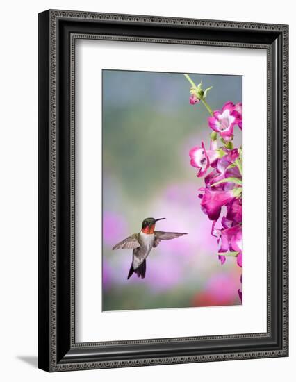 Ruby-Throated Hummingbird at a Penstemon. Marion, Illinois, Usa-Richard ans Susan Day-Framed Photographic Print