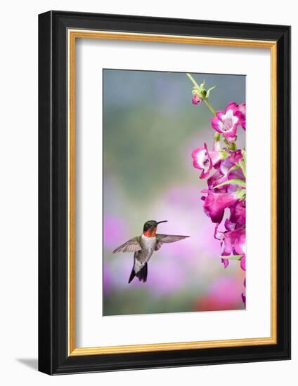 Ruby-Throated Hummingbird at a Penstemon. Marion, Illinois, Usa-Richard ans Susan Day-Framed Photographic Print