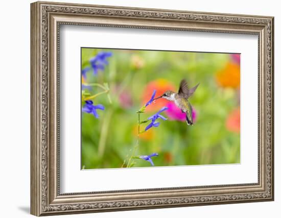 Ruby-throated hummingbird at blue ensign salvia-Richard and Susan Day-Framed Photographic Print