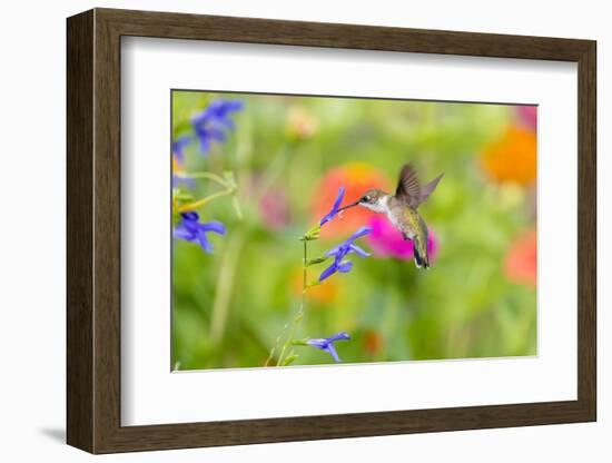 Ruby-throated hummingbird at blue ensign salvia-Richard and Susan Day-Framed Photographic Print