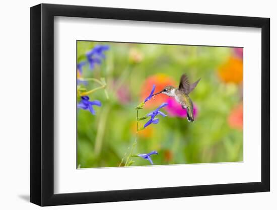 Ruby-throated hummingbird at blue ensign salvia-Richard and Susan Day-Framed Photographic Print