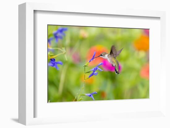 Ruby-throated hummingbird at blue ensign salvia-Richard and Susan Day-Framed Photographic Print