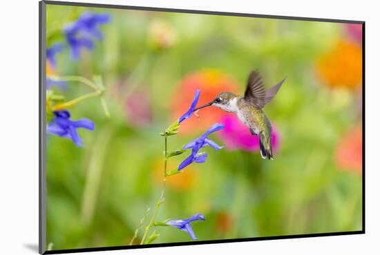 Ruby-throated hummingbird at blue ensign salvia-Richard and Susan Day-Mounted Photographic Print