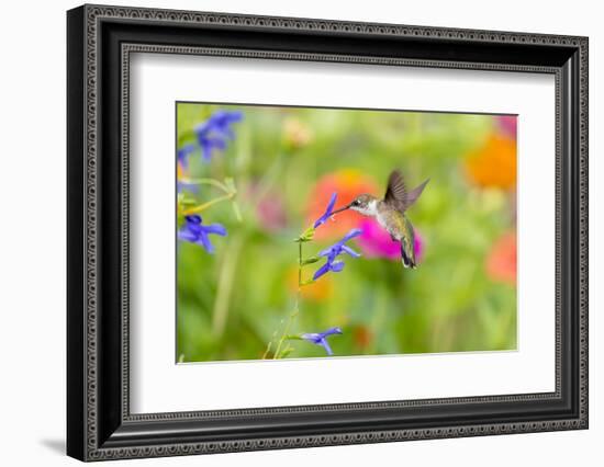 Ruby-throated hummingbird at blue ensign salvia-Richard and Susan Day-Framed Photographic Print