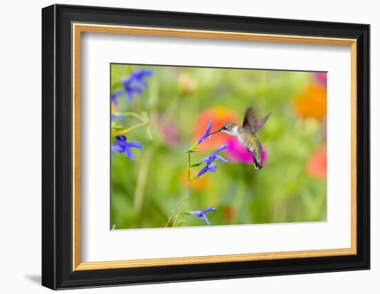 Ruby-throated hummingbird at blue ensign salvia-Richard and Susan Day-Framed Photographic Print