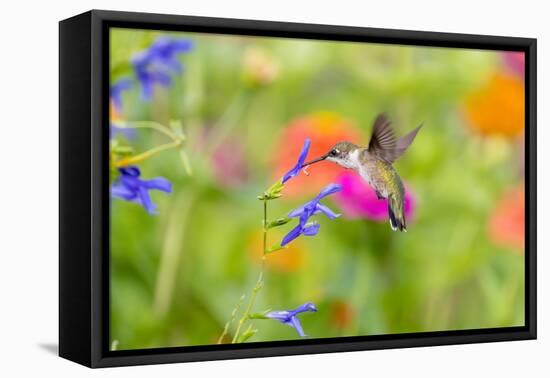 Ruby-throated hummingbird at blue ensign salvia-Richard and Susan Day-Framed Premier Image Canvas