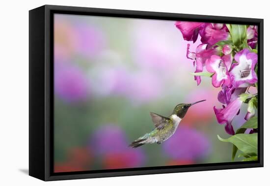 Ruby-Throated Hummingbird at Phoenix Magenta Penstemon, Marion Co. IL-Richard and Susan Day-Framed Premier Image Canvas