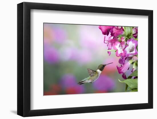 Ruby-Throated Hummingbird at Phoenix Magenta Penstemon, Marion Co. IL-Richard and Susan Day-Framed Photographic Print