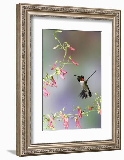 Ruby-Throated Hummingbird at Prairie Fire Penstemon, Illinois, Usa-Richard ans Susan Day-Framed Photographic Print