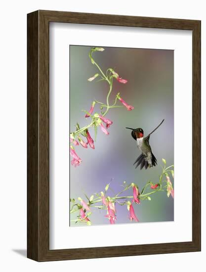 Ruby-Throated Hummingbird at Prairie Fire Penstemon, Illinois, Usa-Richard ans Susan Day-Framed Photographic Print