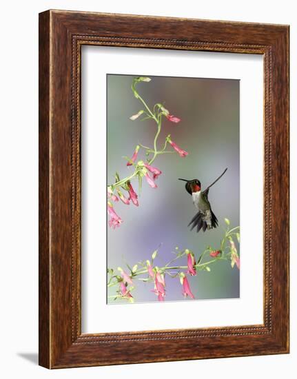 Ruby-Throated Hummingbird at Prairie Fire Penstemon, Illinois, Usa-Richard ans Susan Day-Framed Photographic Print