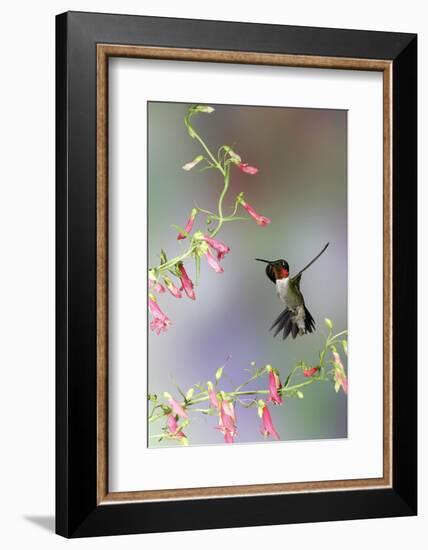 Ruby-Throated Hummingbird at Prairie Fire Penstemon, Illinois, Usa-Richard ans Susan Day-Framed Photographic Print