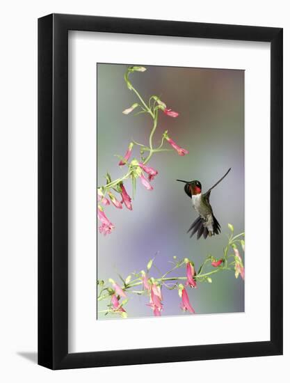 Ruby-Throated Hummingbird at Prairie Fire Penstemon, Illinois, Usa-Richard ans Susan Day-Framed Photographic Print