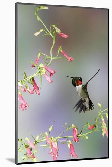 Ruby-Throated Hummingbird at Prairie Fire Penstemon, Illinois, Usa-Richard ans Susan Day-Mounted Photographic Print