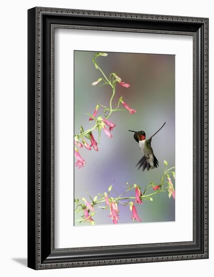 Ruby-Throated Hummingbird at Prairie Fire Penstemon, Illinois, Usa-Richard ans Susan Day-Framed Photographic Print