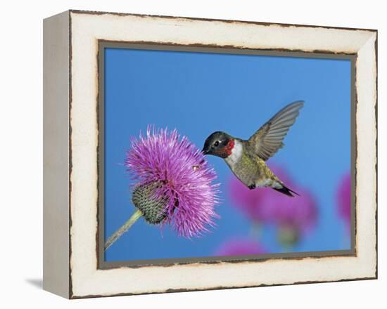 Ruby Throated Hummingbird, Feeding from Flower, USA-Rolf Nussbaumer-Framed Premier Image Canvas