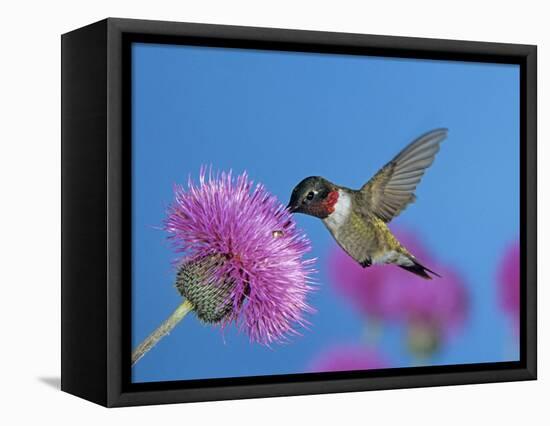 Ruby Throated Hummingbird, Feeding from Flower, USA-Rolf Nussbaumer-Framed Premier Image Canvas