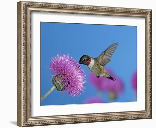 Ruby Throated Hummingbird, Feeding from Flower, USA-Rolf Nussbaumer-Framed Photographic Print