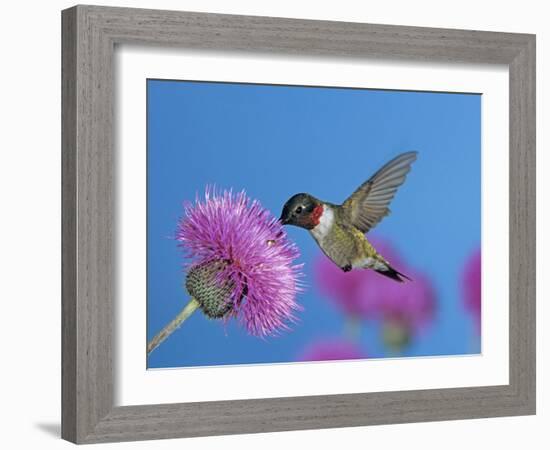 Ruby Throated Hummingbird, Feeding from Flower, USA-Rolf Nussbaumer-Framed Photographic Print
