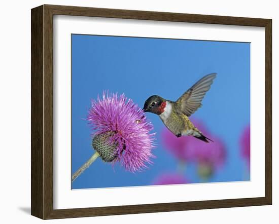 Ruby Throated Hummingbird, Feeding from Flower, USA-Rolf Nussbaumer-Framed Photographic Print