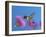 Ruby Throated Hummingbird, Feeding from Flower, USA-Rolf Nussbaumer-Framed Photographic Print