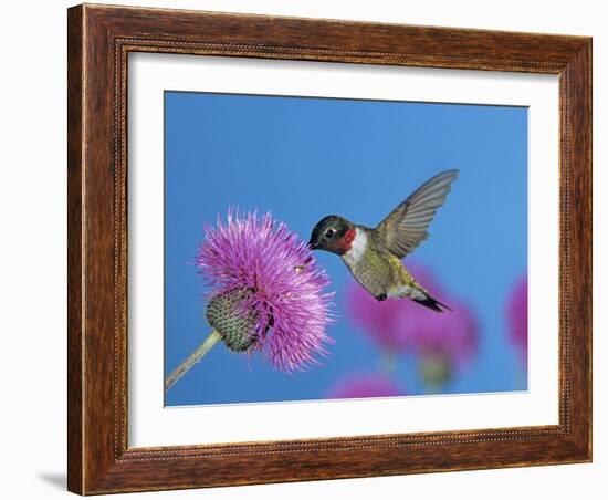 Ruby Throated Hummingbird, Feeding from Flower, USA-Rolf Nussbaumer-Framed Photographic Print