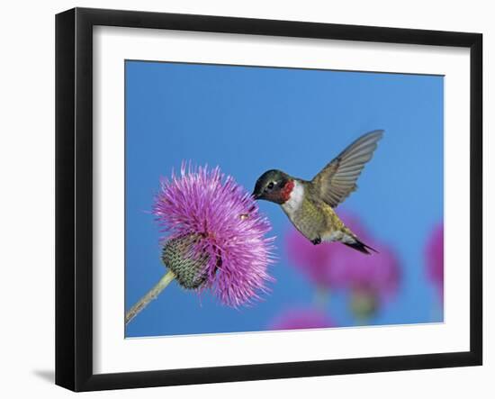 Ruby Throated Hummingbird, Feeding from Flower, USA-Rolf Nussbaumer-Framed Photographic Print