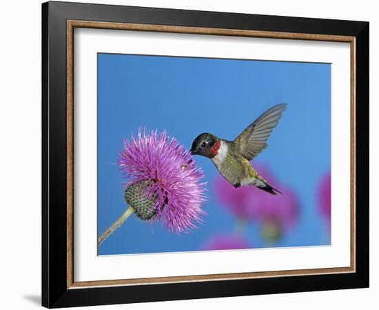 Ruby Throated Hummingbird, Feeding from Flower, USA-Rolf Nussbaumer-Framed Photographic Print