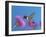 Ruby Throated Hummingbird, Feeding from Flower, USA-Rolf Nussbaumer-Framed Photographic Print