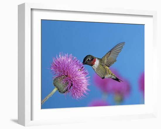 Ruby Throated Hummingbird, Feeding from Flower, USA-Rolf Nussbaumer-Framed Photographic Print