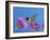 Ruby Throated Hummingbird, Feeding from Flower, USA-Rolf Nussbaumer-Framed Photographic Print