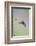 Ruby-Throated Hummingbird Female Feeding-Larry Ditto-Framed Photographic Print