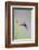 Ruby-Throated Hummingbird Female Feeding-Larry Ditto-Framed Photographic Print