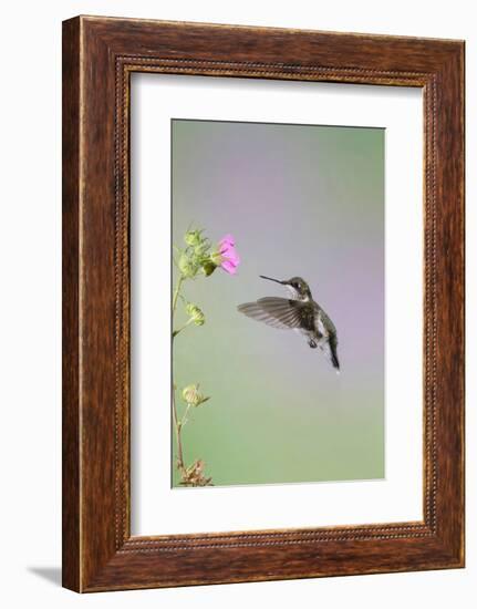 Ruby-Throated Hummingbird Female Feeding-Larry Ditto-Framed Photographic Print