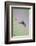 Ruby-Throated Hummingbird Female Feeding-Larry Ditto-Framed Photographic Print